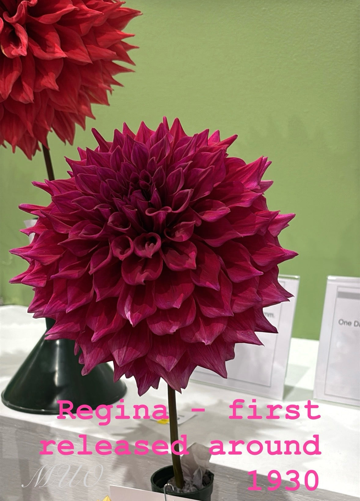 Regina - Dahlia - Giant Decorative