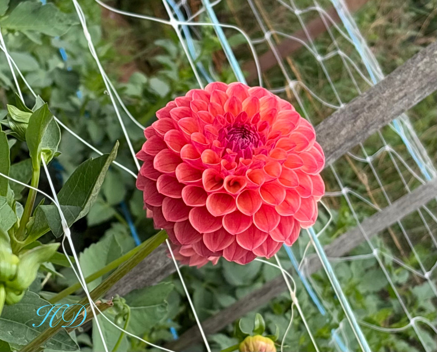 Robin Hood - Dahlia - Ball