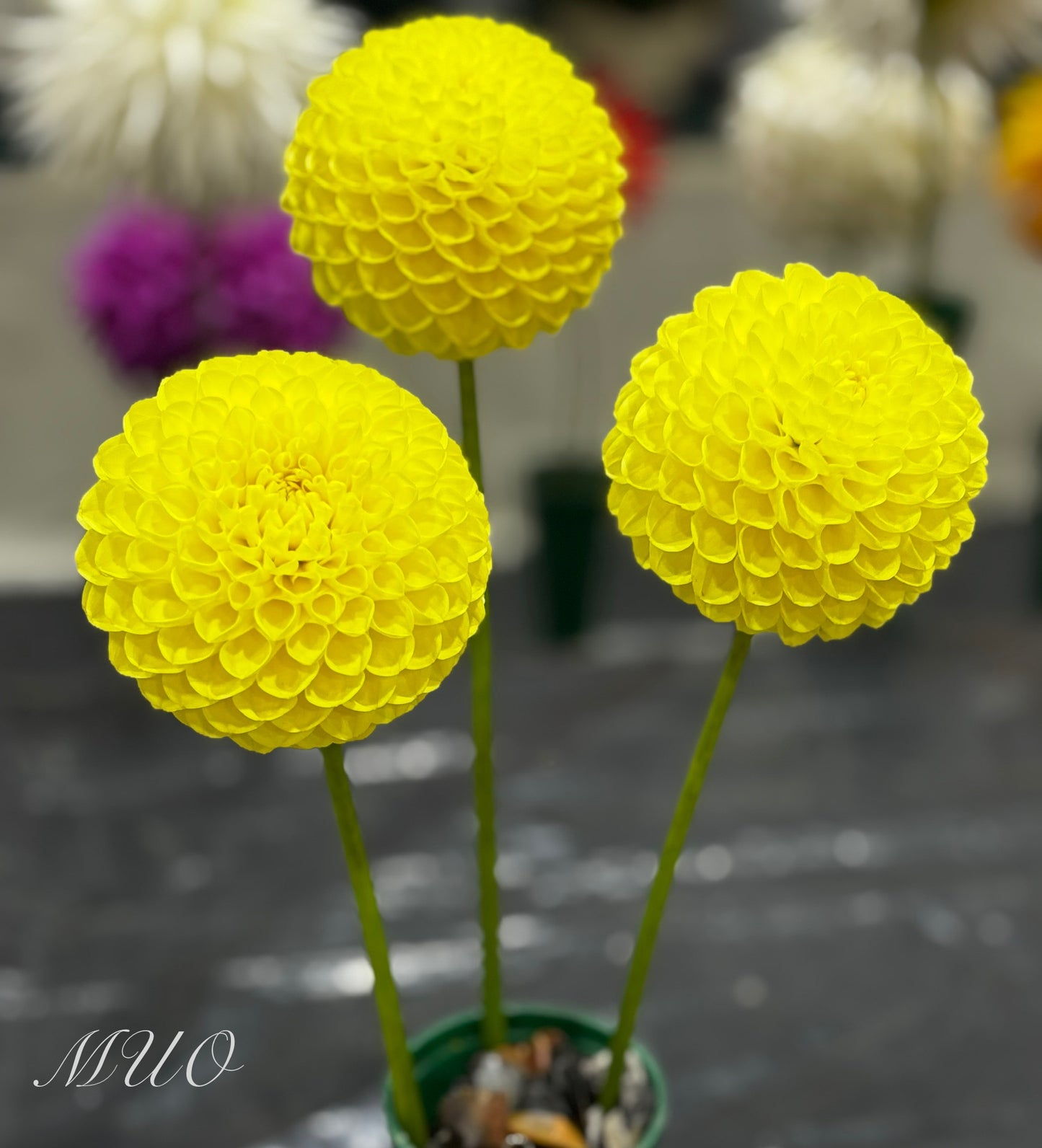 Ryecroft Laura - Dahlia - Ball