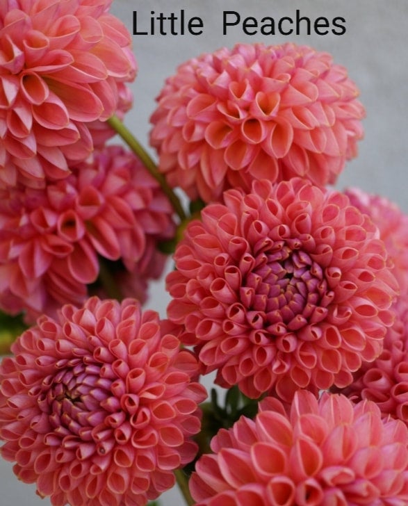 Little Peaches - Dahlia - Ball