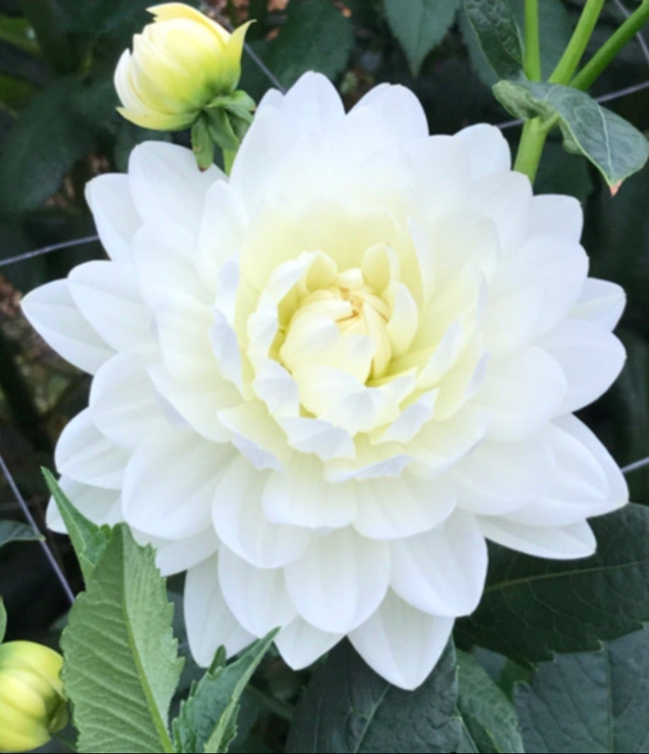 Guyra White - Dahlia - Waterlily