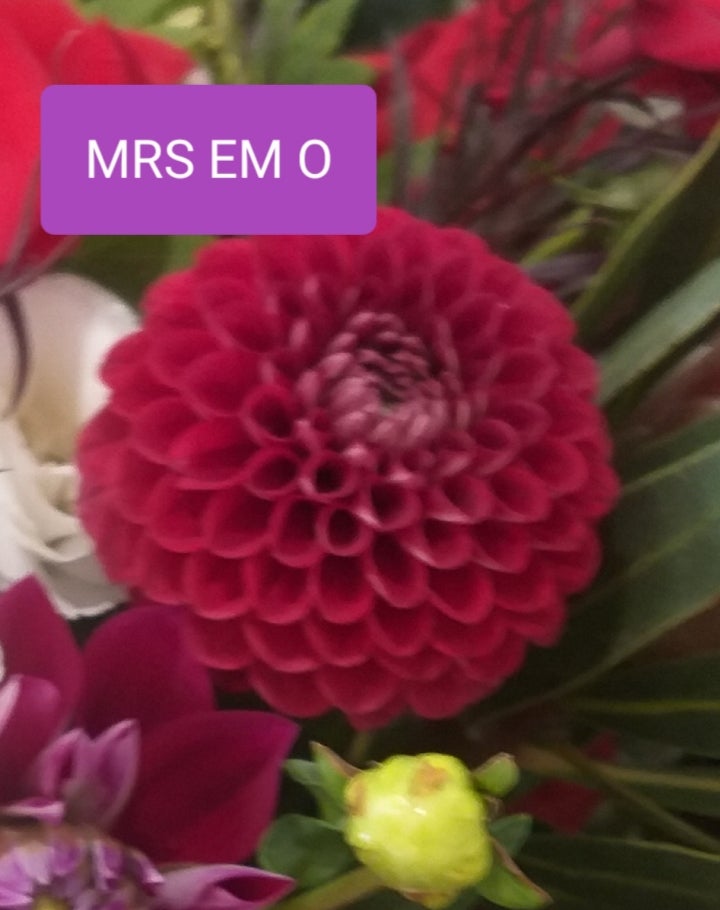 Mrs Em 'O' - Dahlia - Miniature Decorative