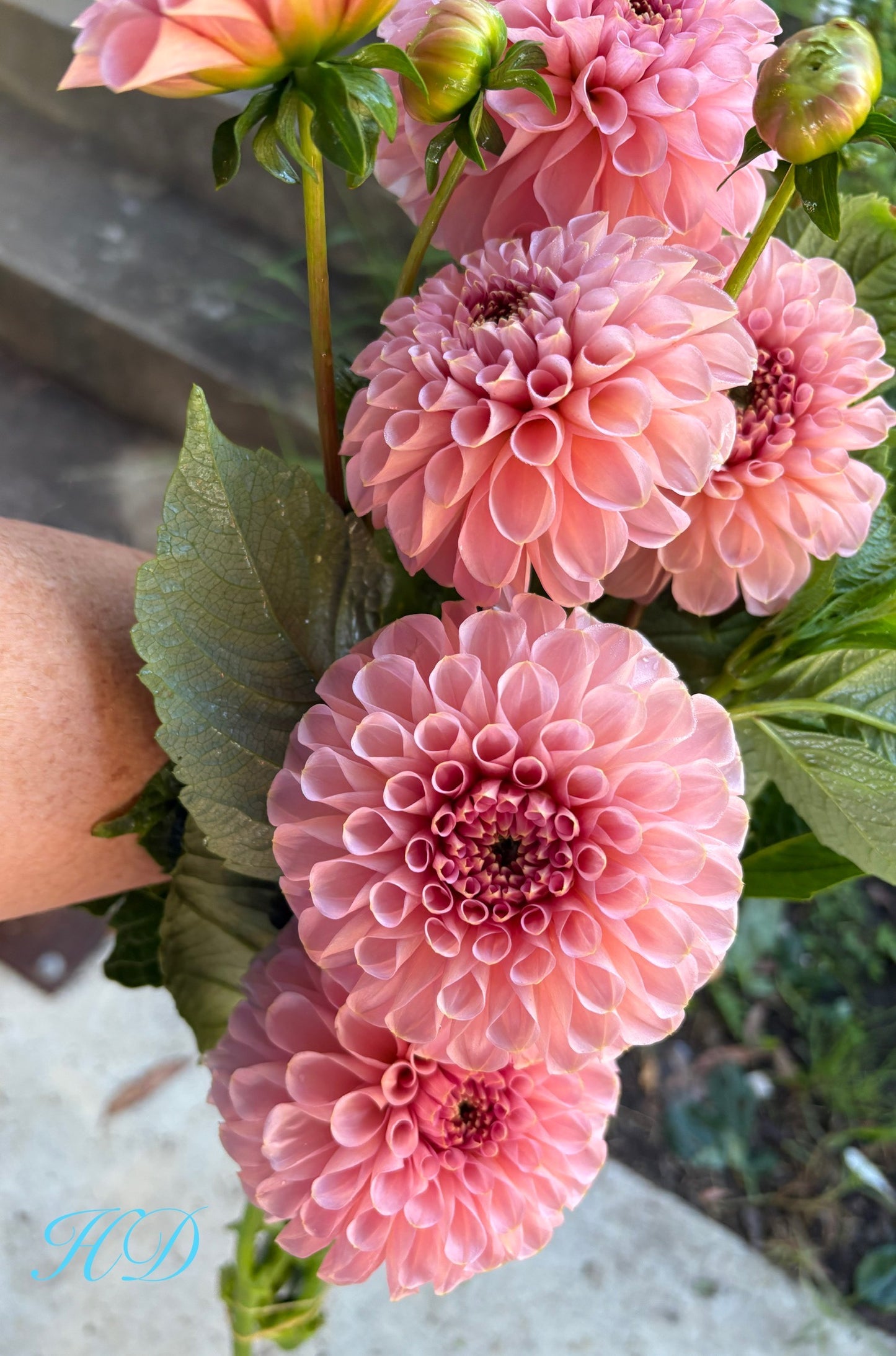 Salmon Joy - Dahlia - Ball