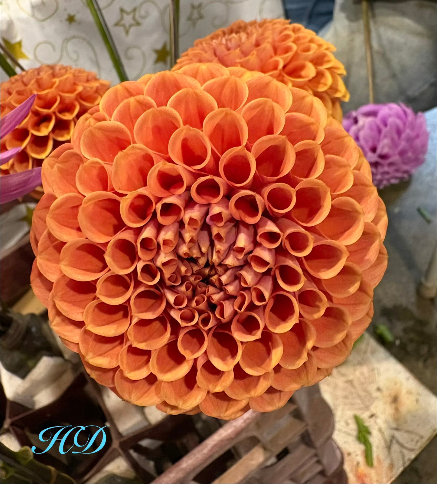 Sheila - Dahlia - Ball