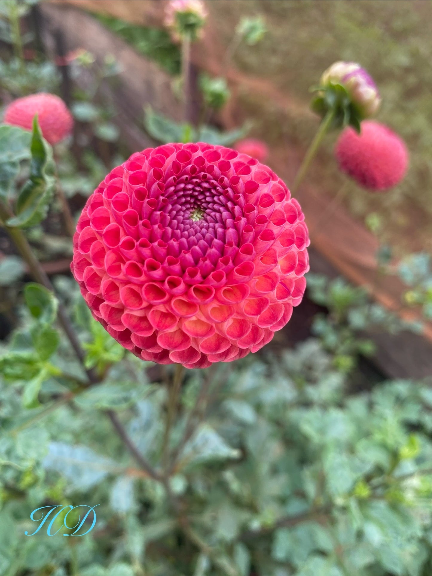 Stoneleigh Joyce - Dahlia - Pompon