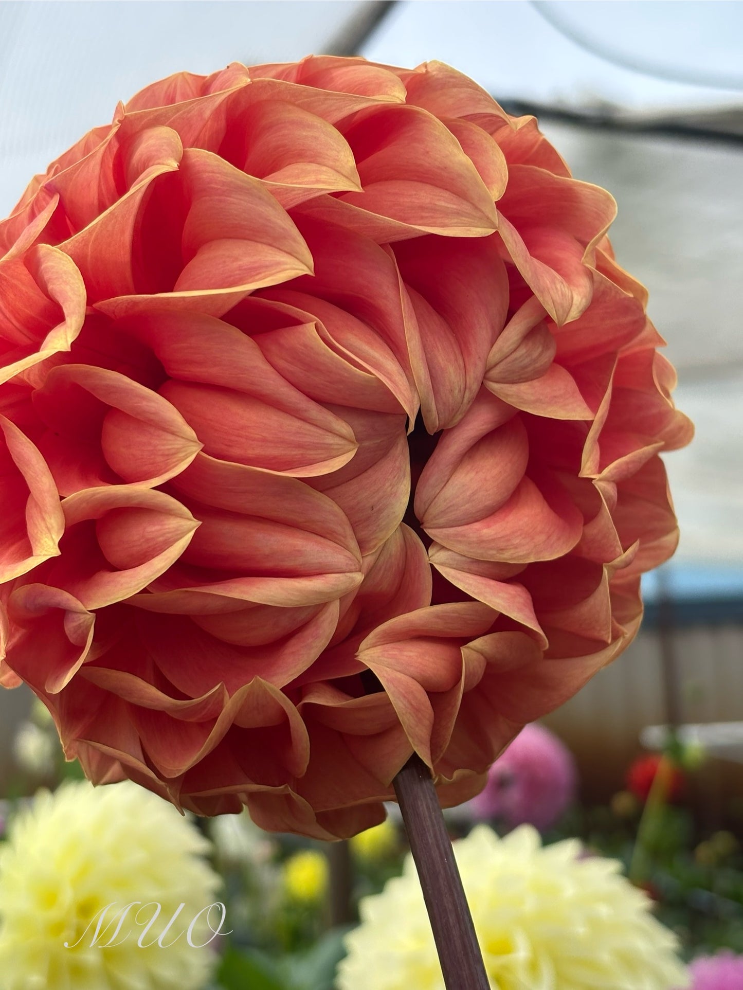 Sylvia Craig Hunter - Dahlia - Medium Decorative