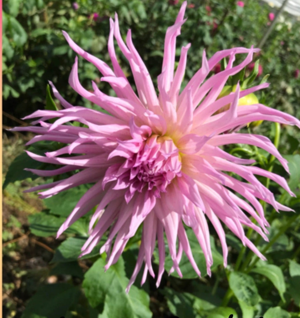 Mauve Cricket - Dahlia - Incurved Cactus