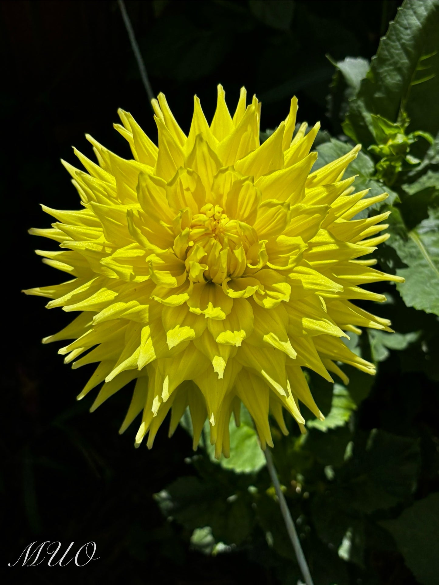 Trooper Dan - Dahlia - Large Semi-Cactus
