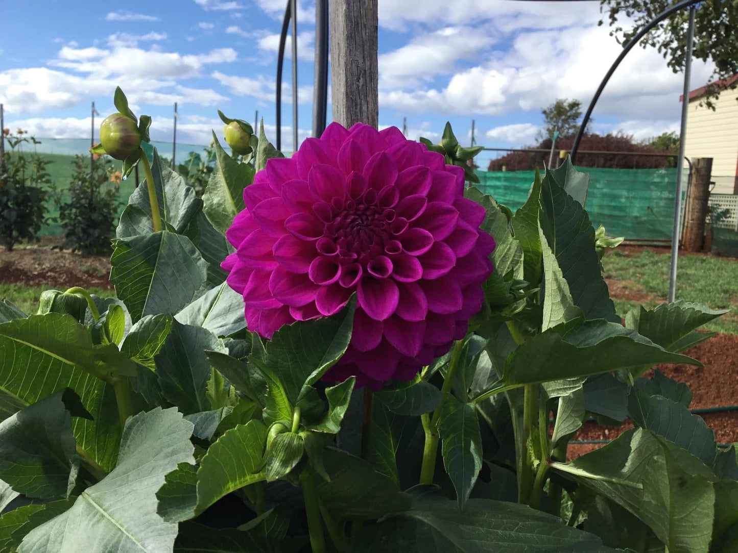 Winkie Centenary - Dahlia - Miniature Decorative