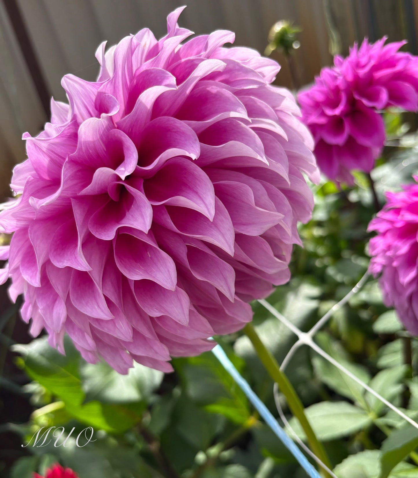 Vera's Elma - Dahlia - Large Decorative