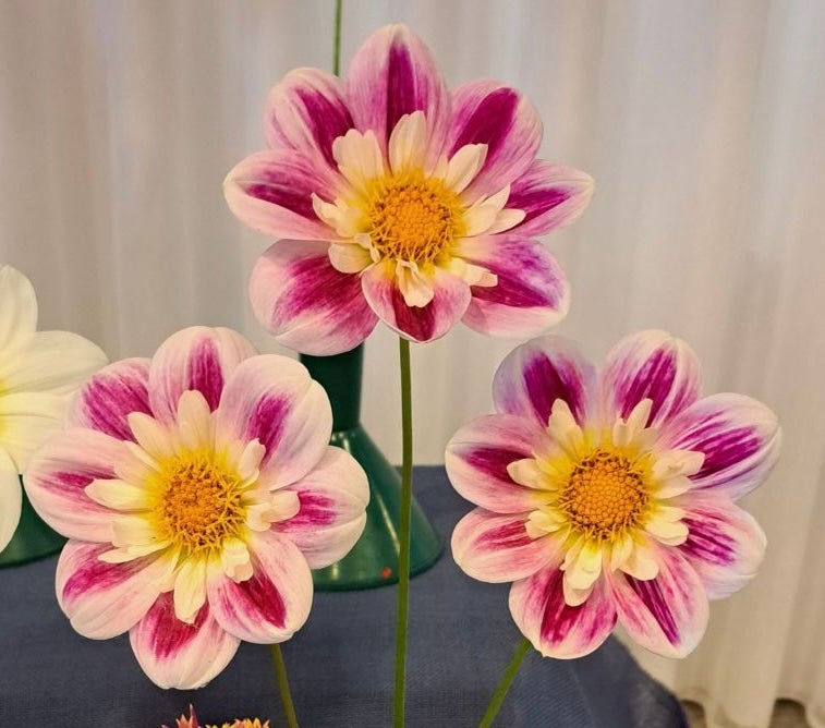 Miss Joan - Dahlia - Collerette