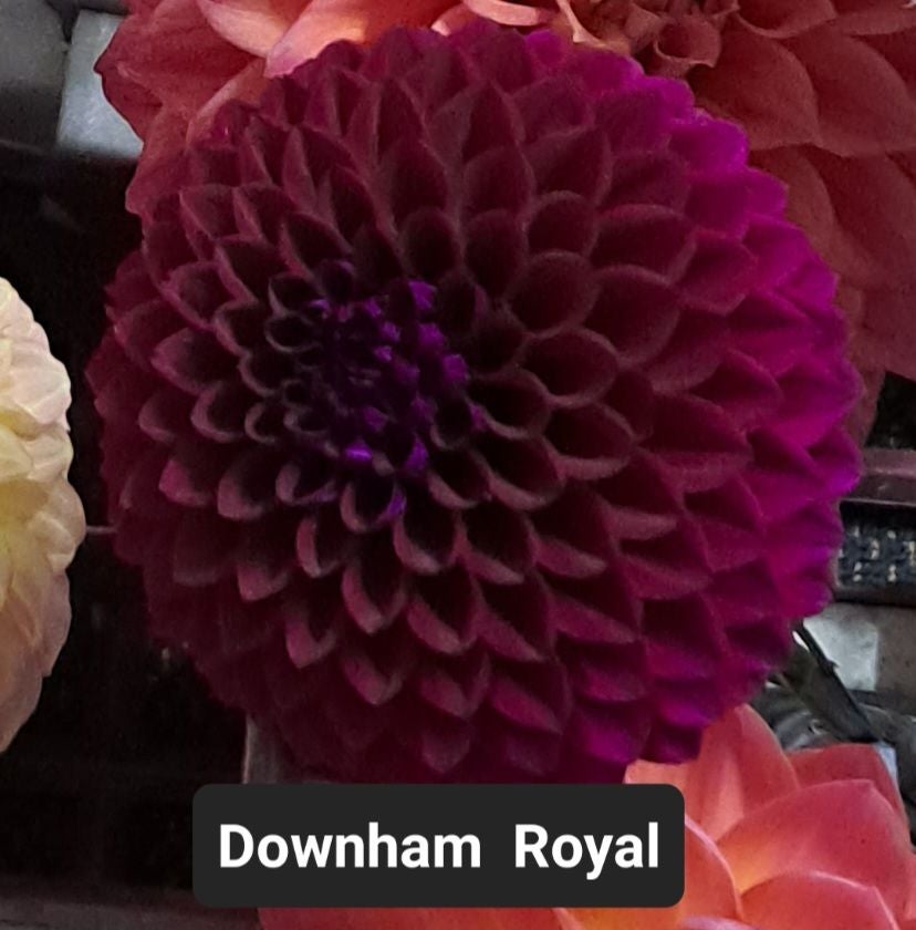 Downham Royal - Dahlia - Ball