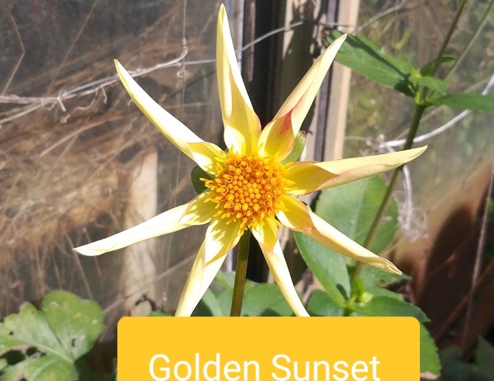 Golden Sunset - Dahlia - Orchid