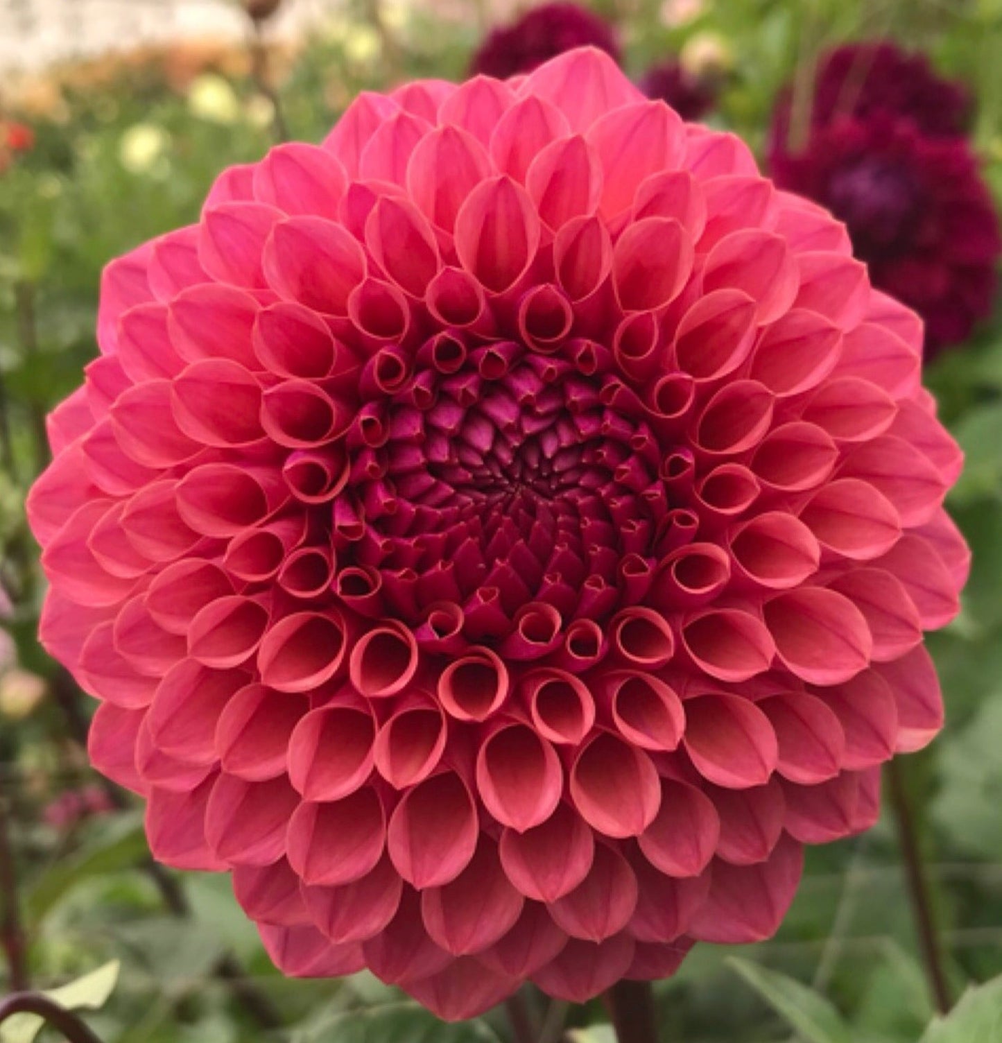 Ailsa Bailey - Dahlia - Miniature Decorative