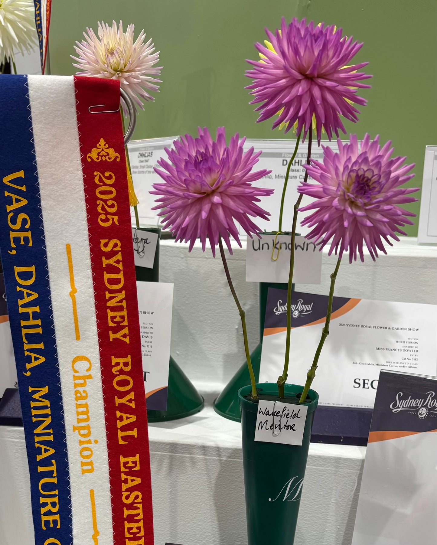 Wakefield Mentor - Dahlia - Miniature Cactus