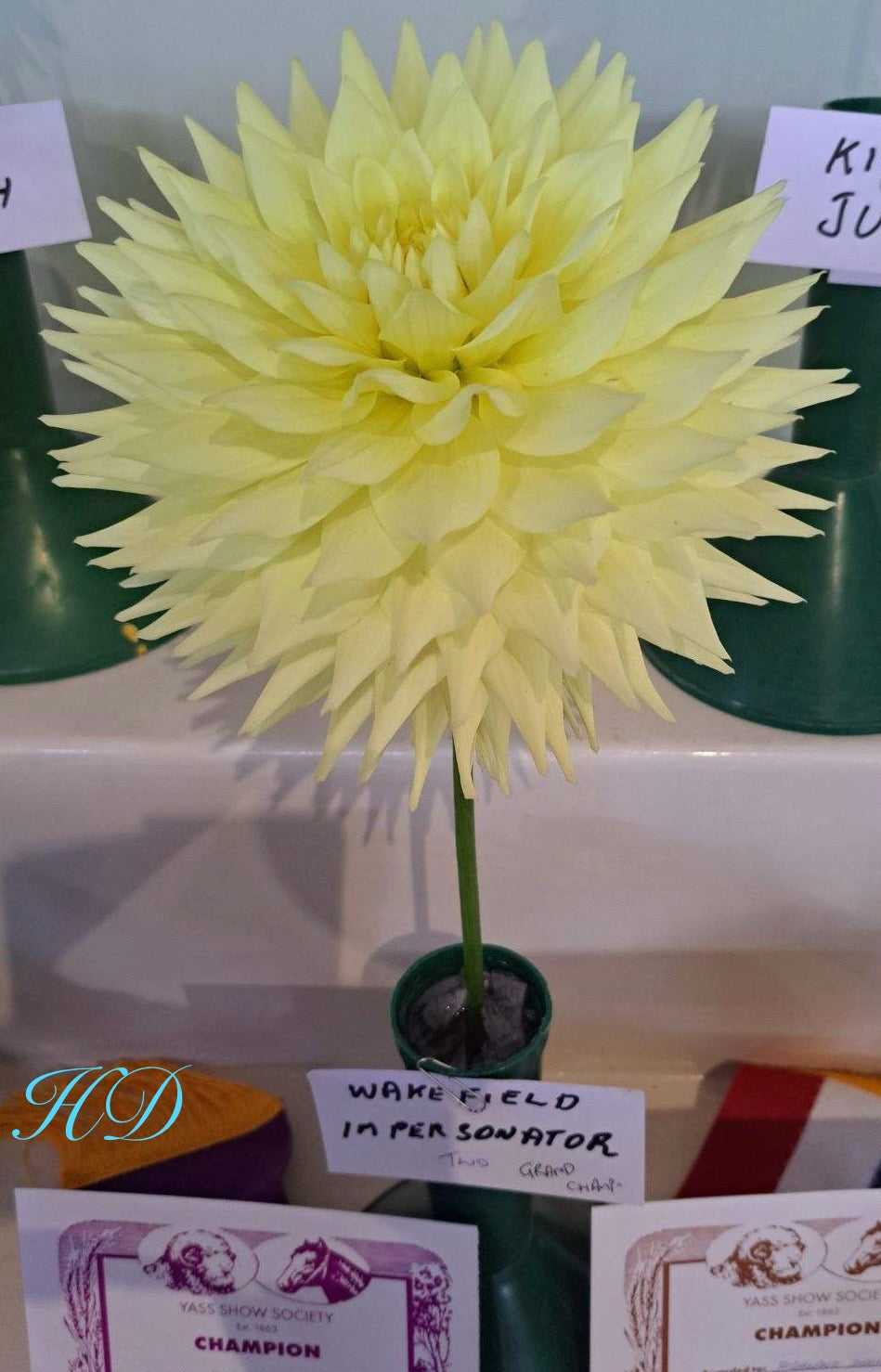 Wakefield Impersonator - Dahlia - Large Semi Cactus