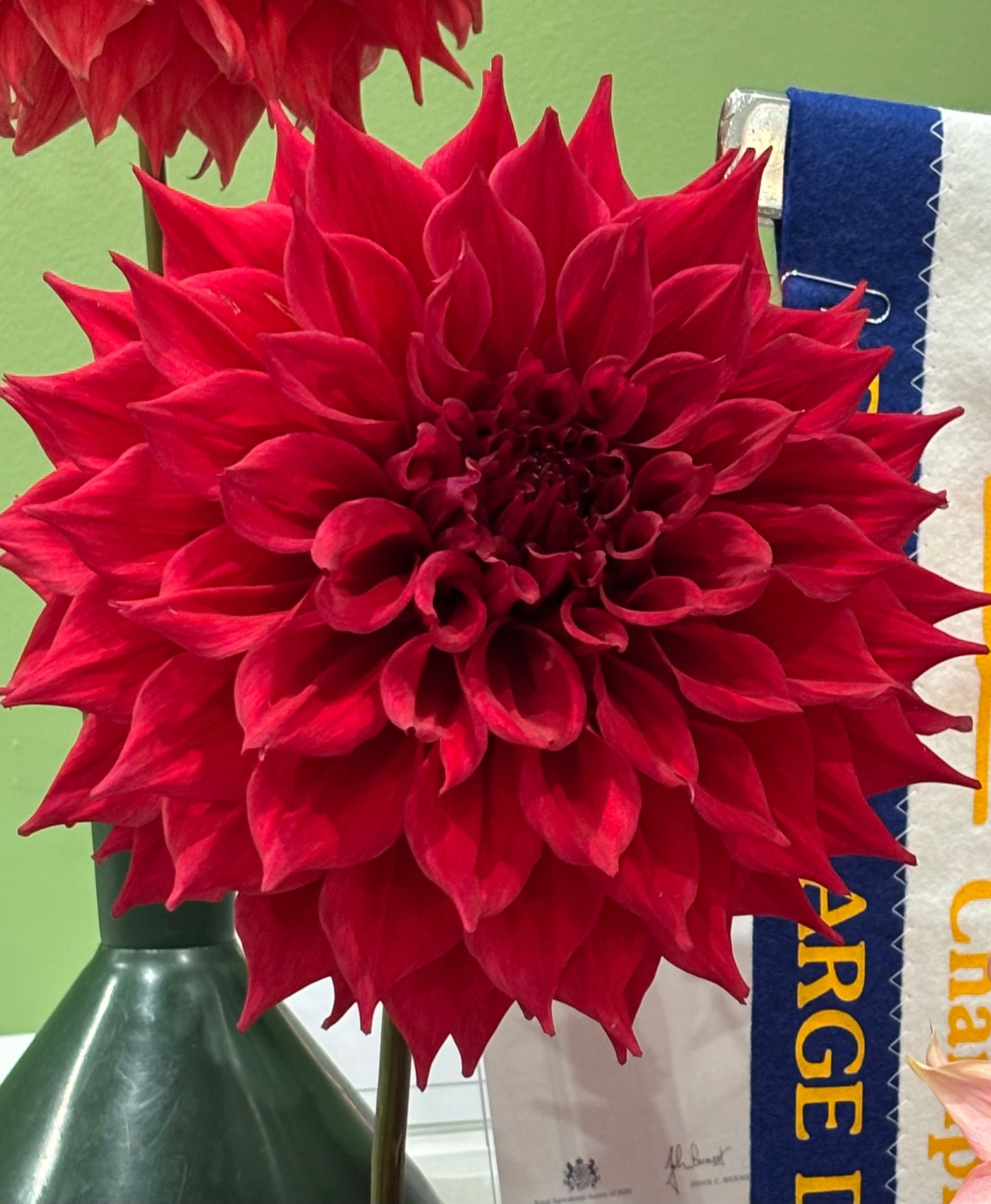 Winkie Colonel - Dahlia - Giant Decorative