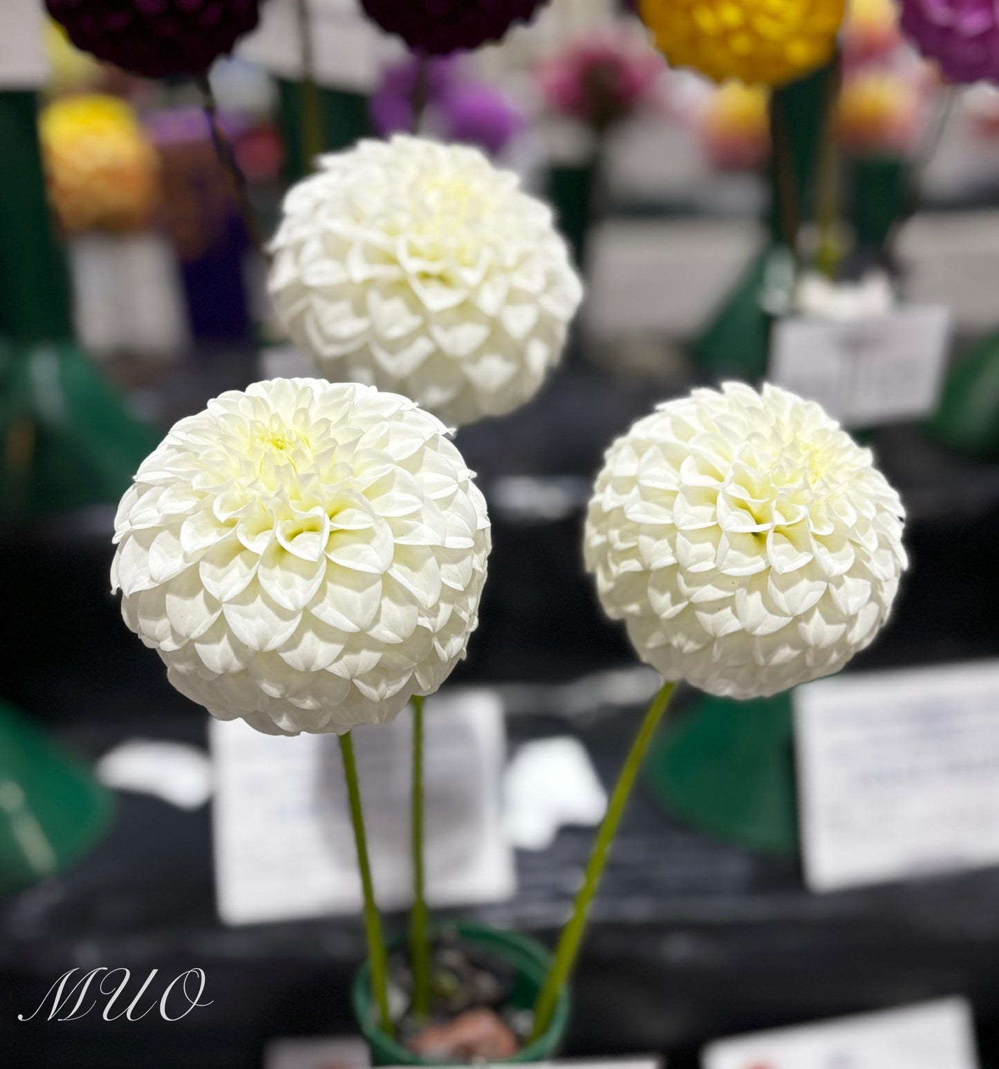 Winkie Kayline - Dahlia - Miniature Decorative