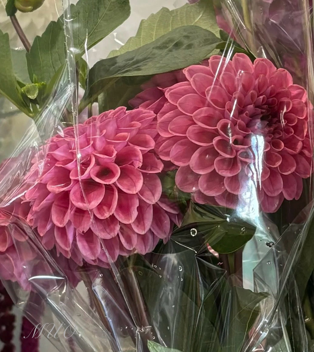 Winkie Truffle - Dahlia - Miniature Decorative