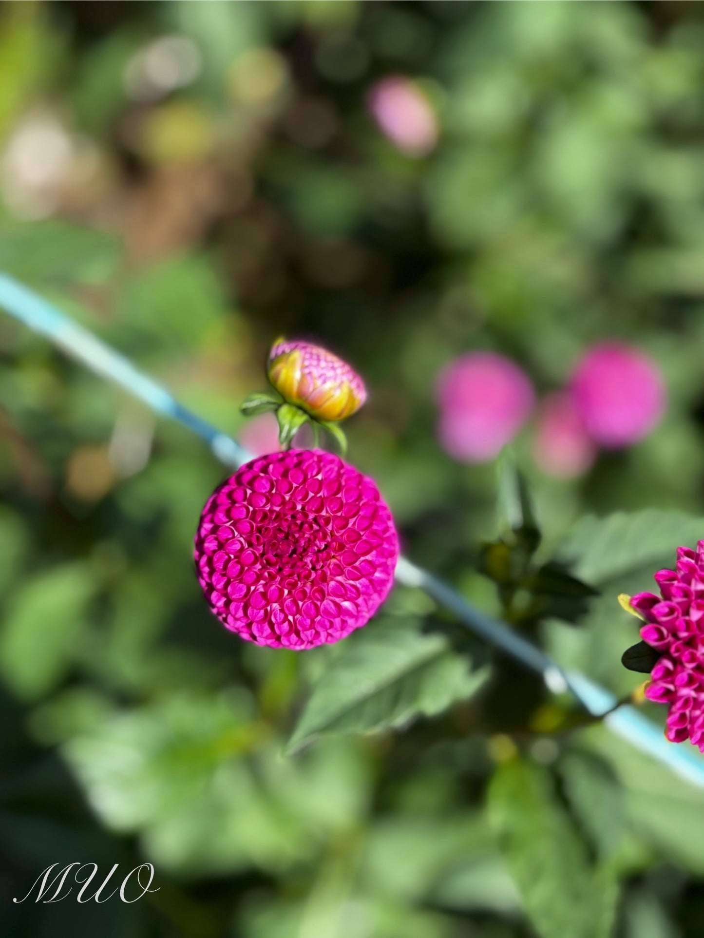 Woden Surprise - Dahlia - Pompon