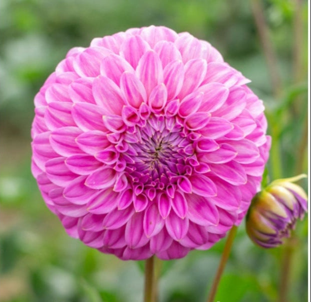Devon Sequel - Dahlia - Small Decorative