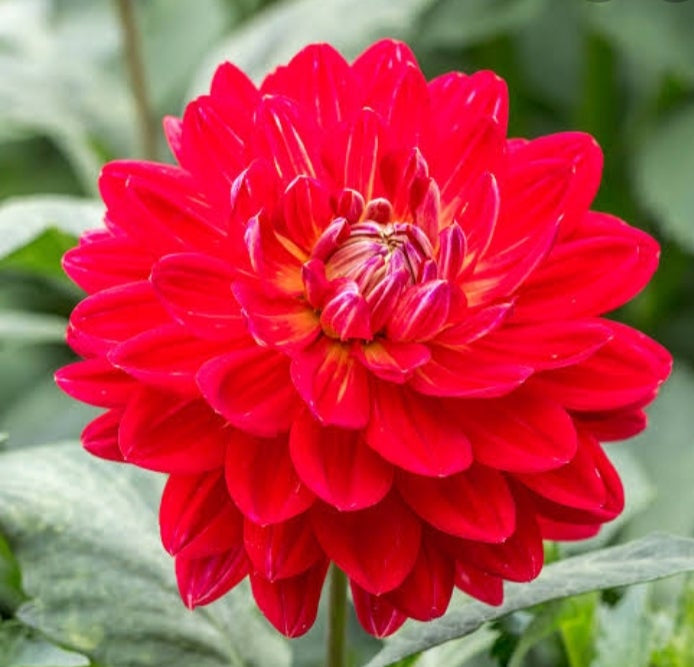 Red Velvet - Dahlia - Waterlily