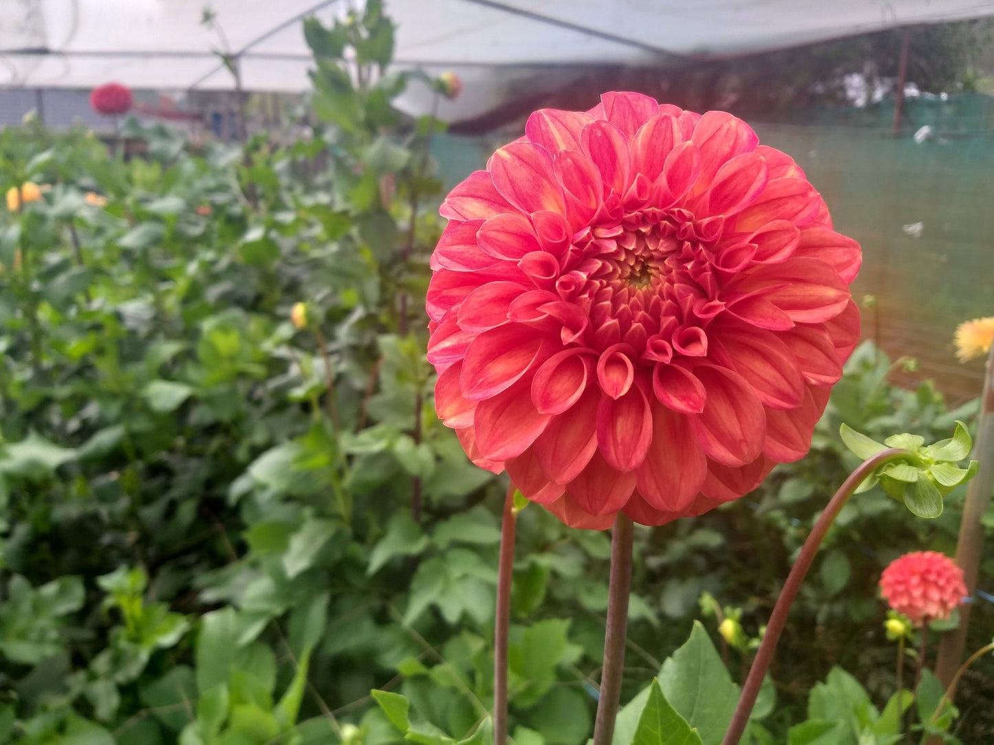 Coorabell Sylvia - Dahlia - Miniature Decorative