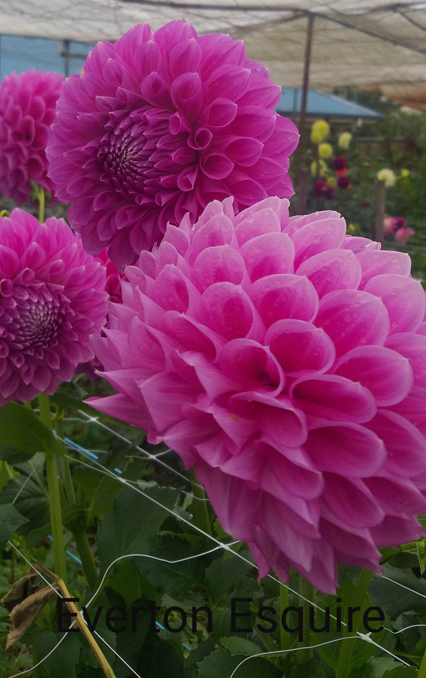Everton Esquire - Dahlia - Small Decorative