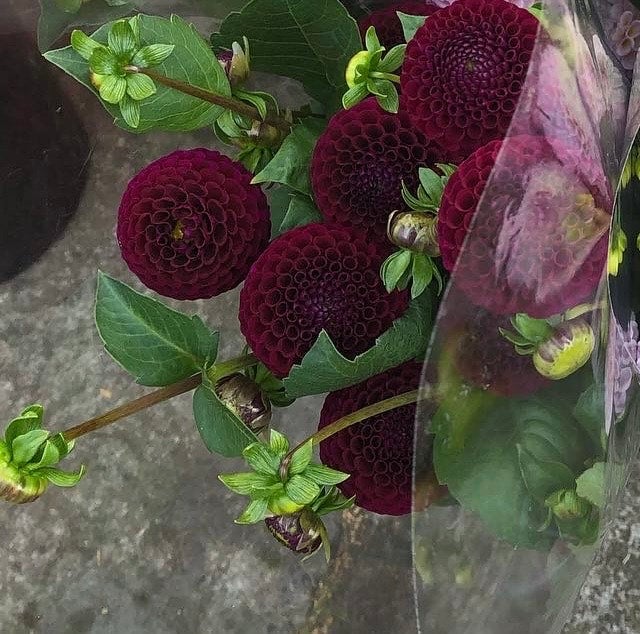 Willo Night - Dahlia - Pompon