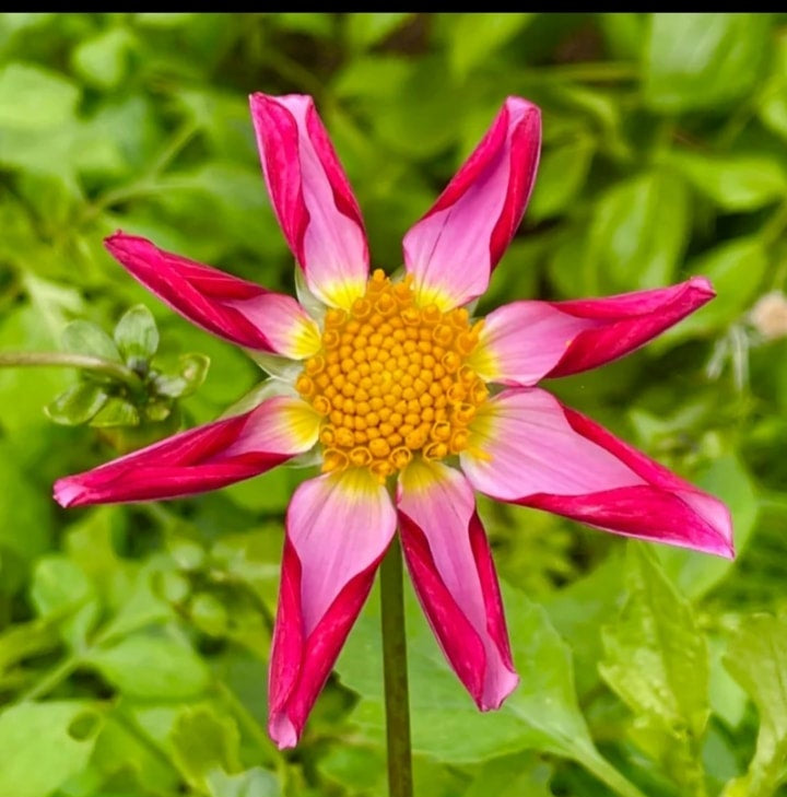 Winkie Cupid - Dahlia - Orchid