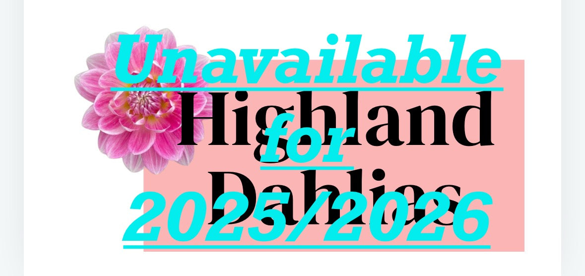 Devon Diamond - Dahlia - Small Decorative