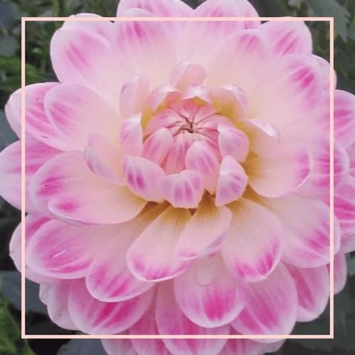 Highland Dahlias farm