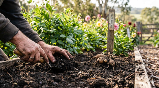 Choosing a Location & Preparing Your Soil for Dahlias