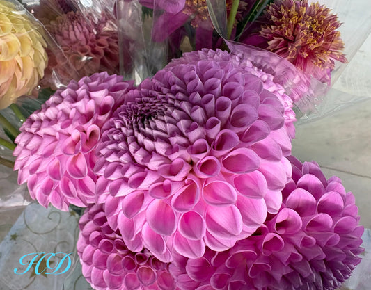 Joan O - Dahlia - Ball