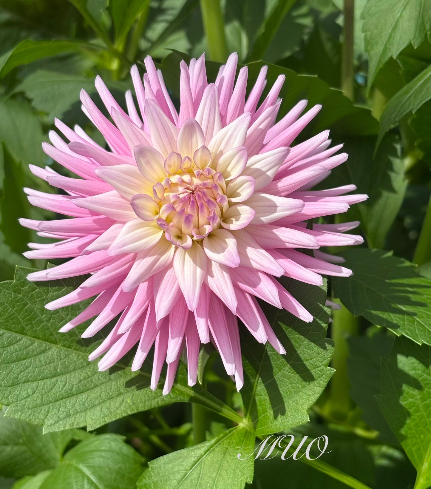 Devon Elegance - Dahlia - Small Cactus