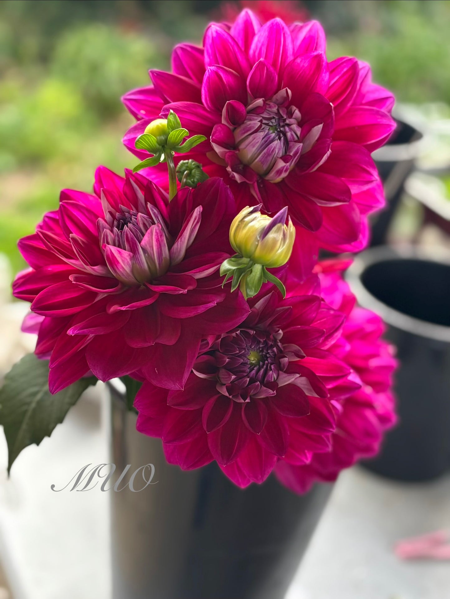 W1 - Dahlia - Waterlily