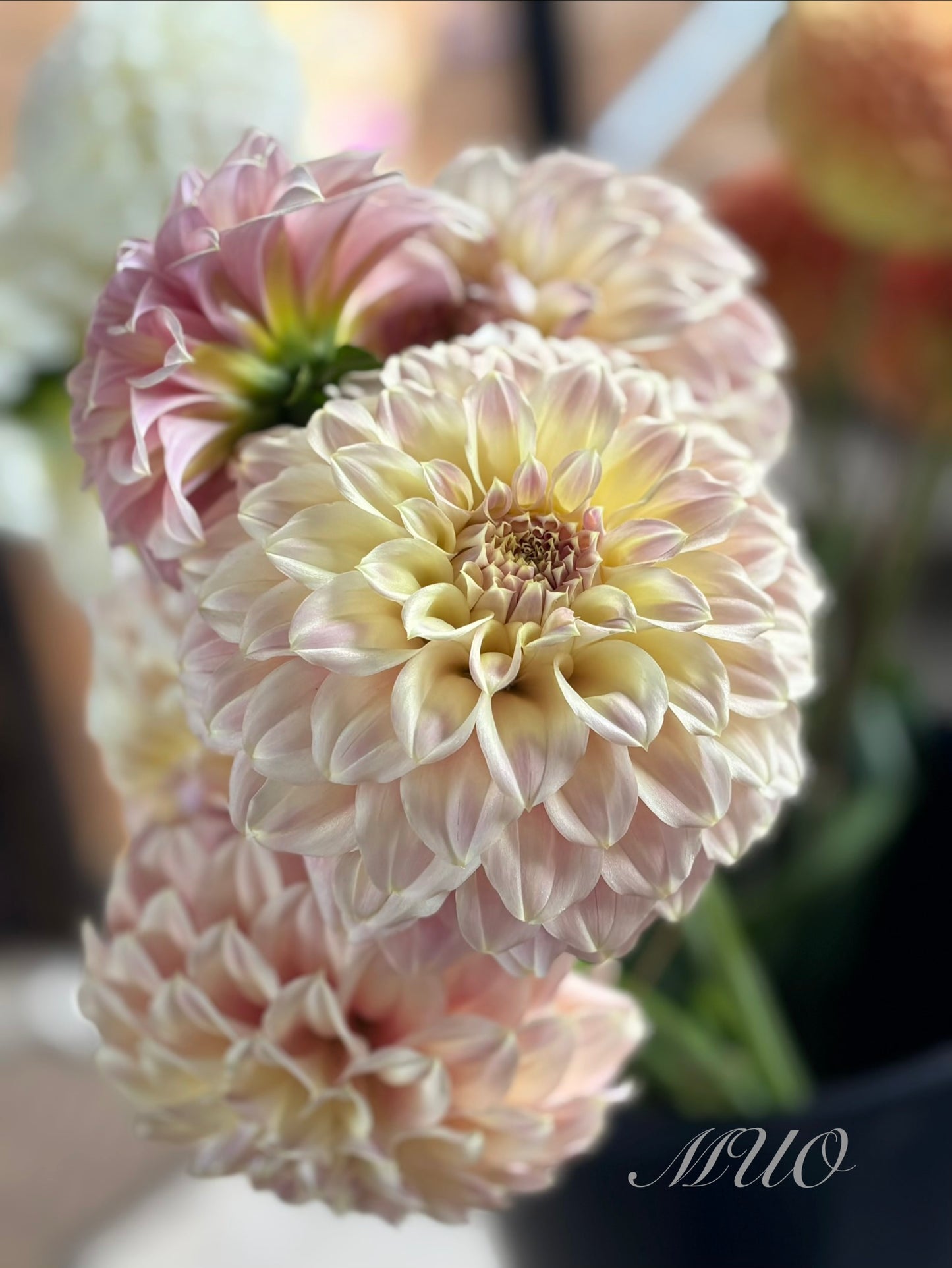 Coorabell Astrid - Dahlia - Miniature Decorative