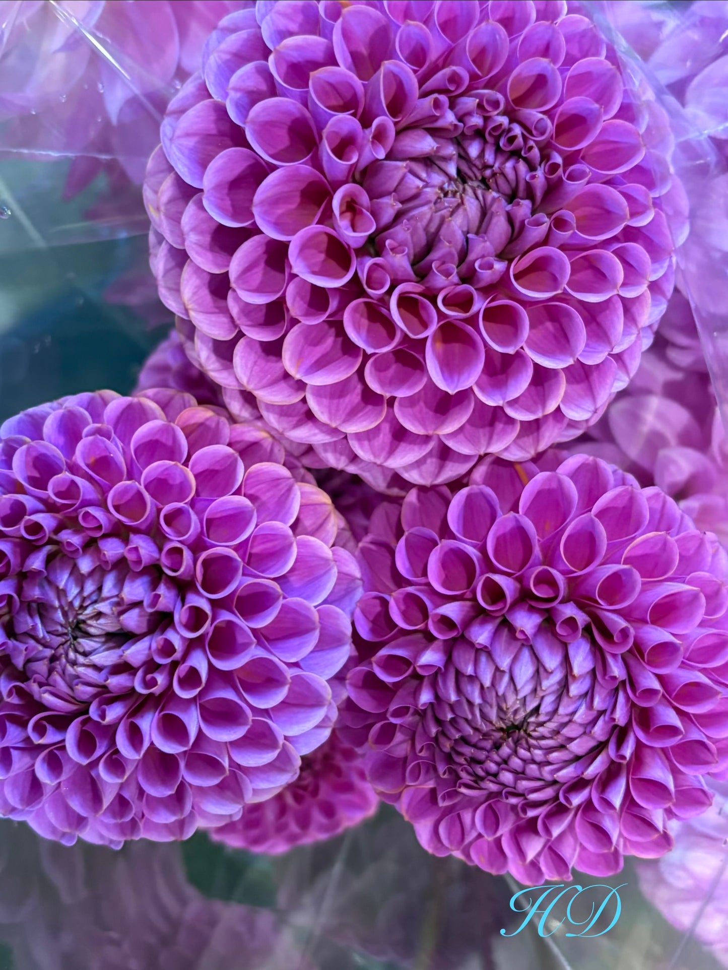 Isabel - Dahlia - Ball