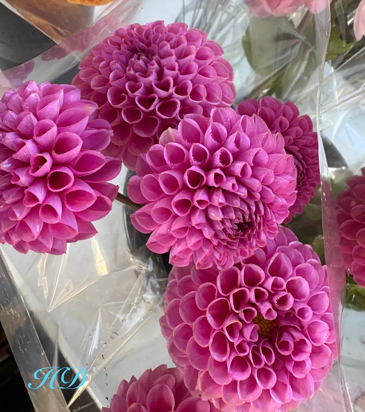 Isabel - Dahlia - Ball