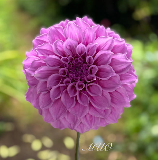 Como Polly - Dahlia - Medium Decorative