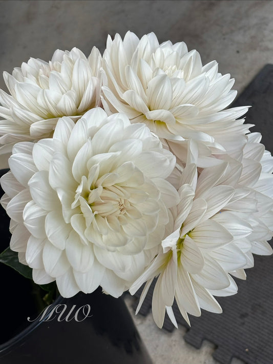 Guyra White - Dahlia - Waterlily