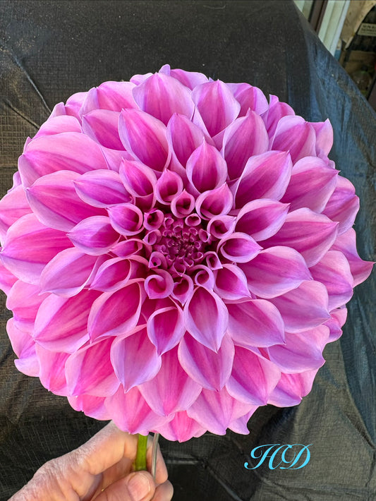 Como Polly - Dahlia - Medium Decorative