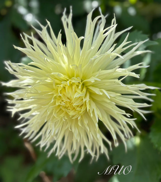 Higgo Lacey - Dahlia - Fimbriated