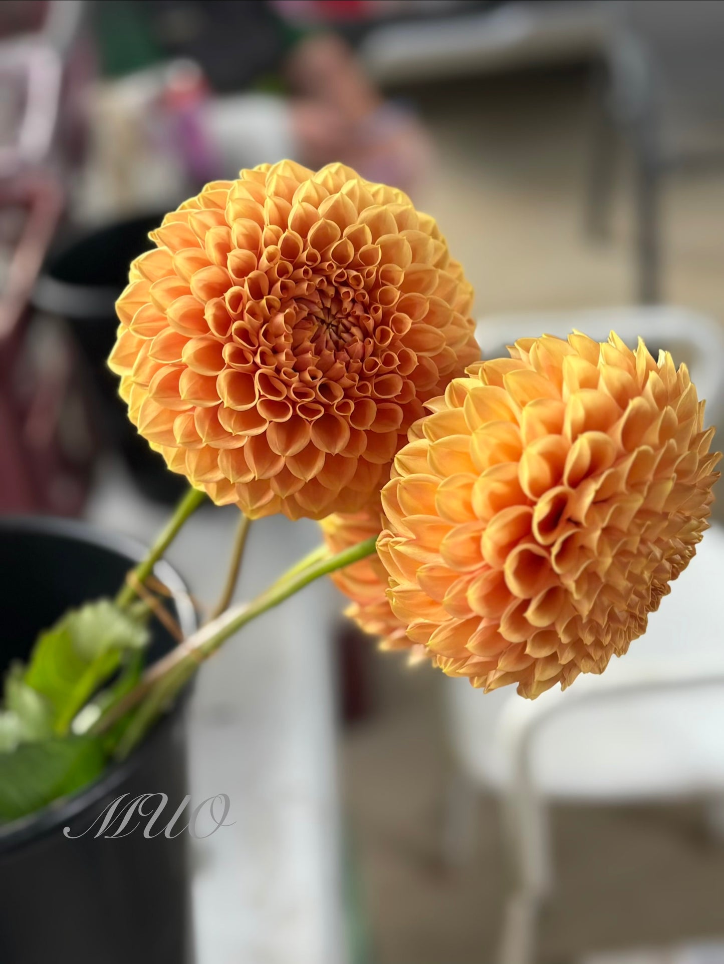 Formby Crest - Dahlia - Miniature Decorative