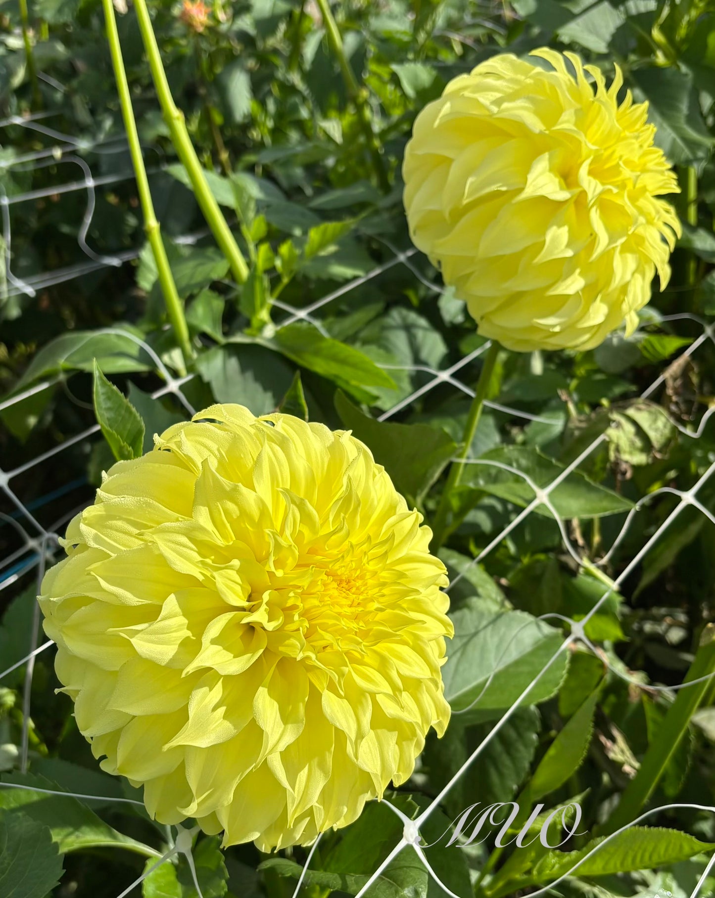 Formby Supreme - Dahlia - Large Decorative
