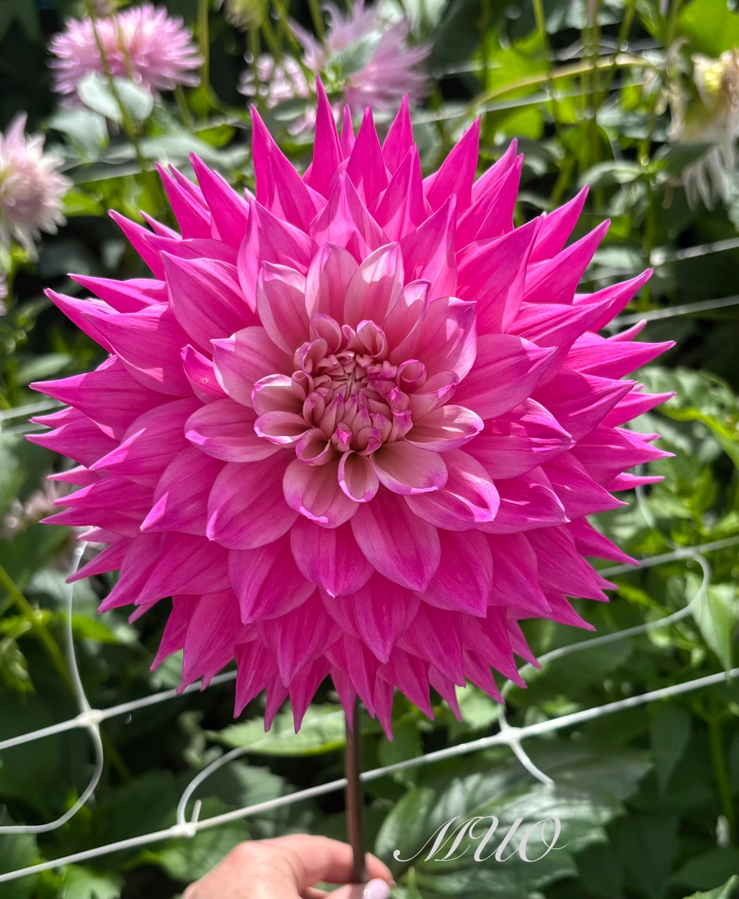 Lofty Lulu - Dahlia - Medium Semi-Cactus