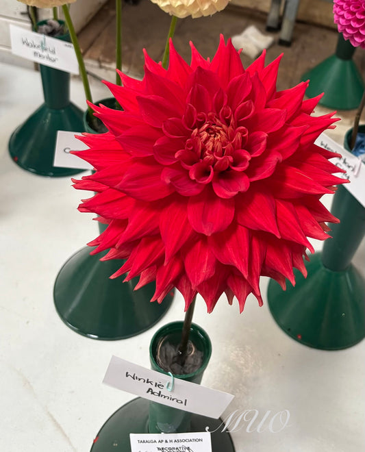 Winkie Admiral - Decorative - Giant Decorative