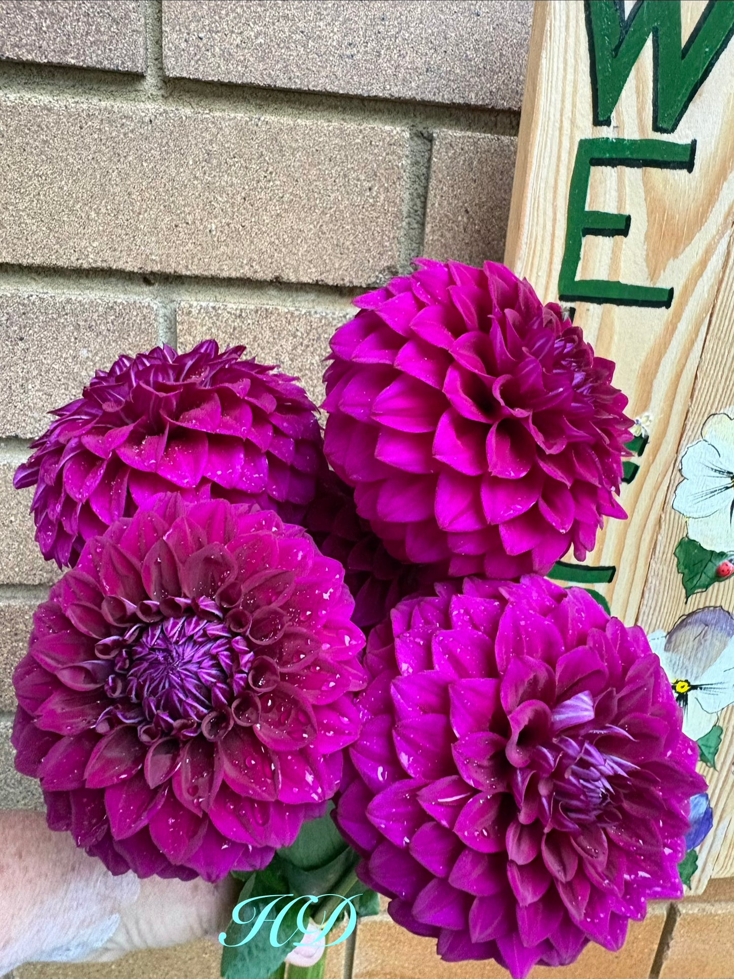 Purple Dream - Dahlia - Small Decorative
