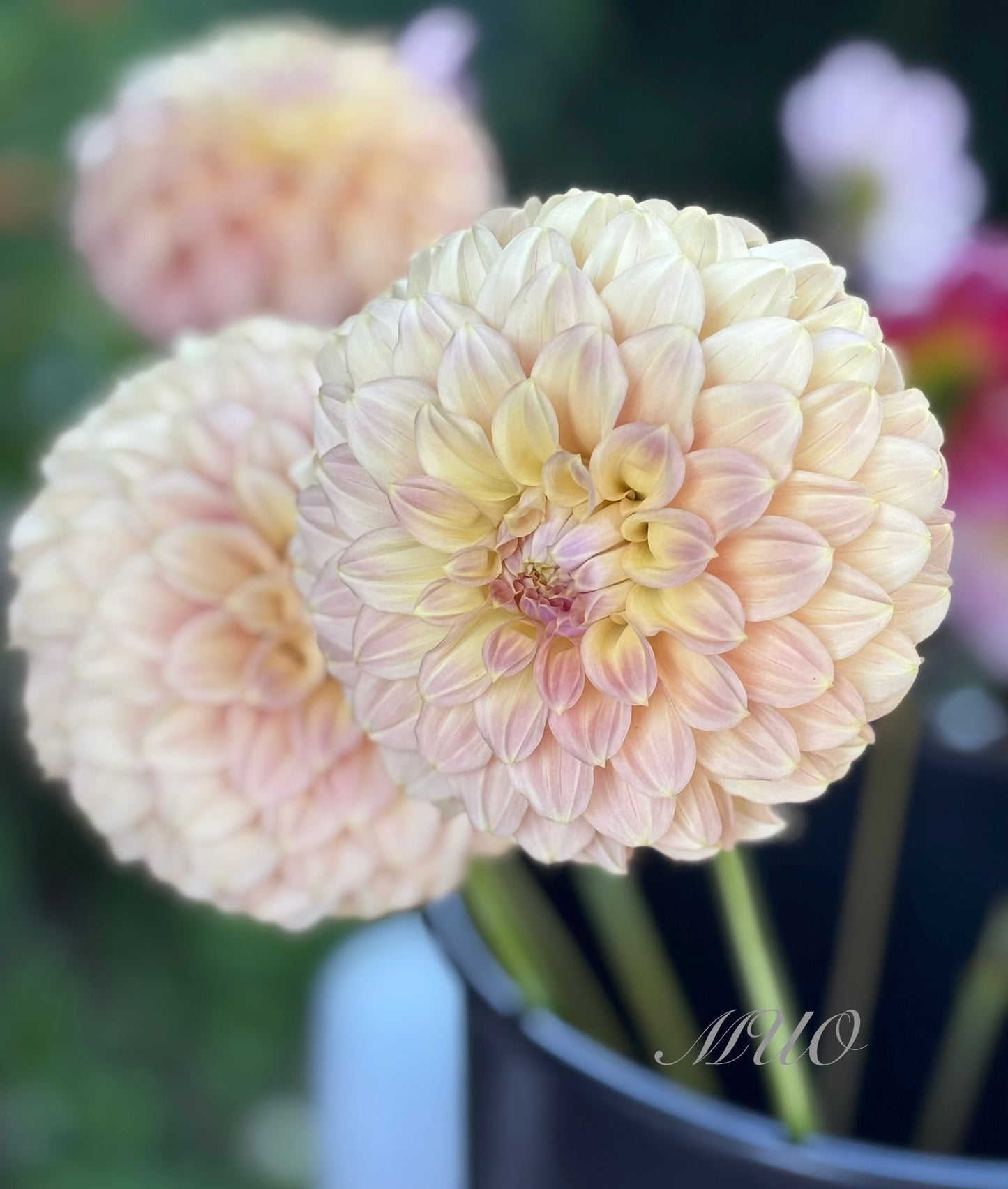 Coorabell Astrid - Dahlia - Miniature Decorative