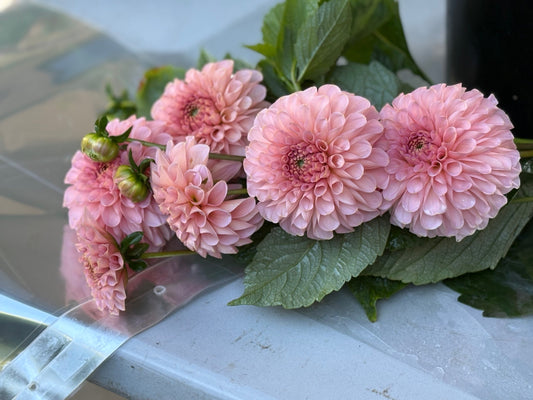 Salmon Joy - Dahlia - Ball